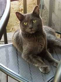 Lost Cat