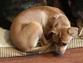 Lost Dog