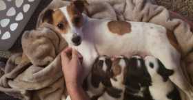 Lost Dog