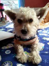 Lost Dog