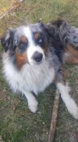 Lost Dog