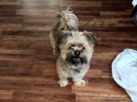 Lost Dog