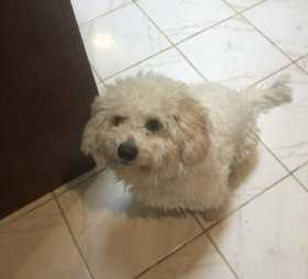 Lost Dog