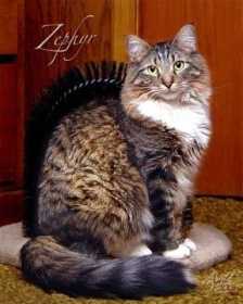 Lost Cat