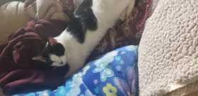 Lost Cat