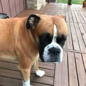 Lost Dog