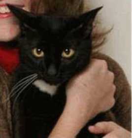 Lost Cat