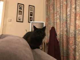 Lost Cat