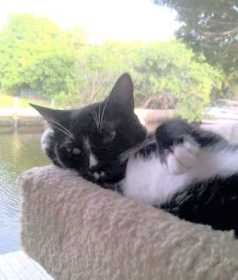 Lost Cat
