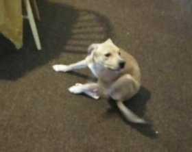 Lost Dog
