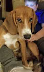 Lost Dog