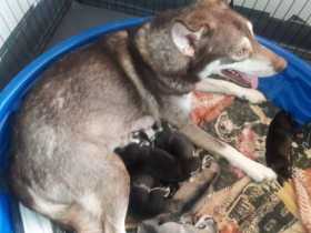 Lost Dog