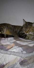 Lost Cat