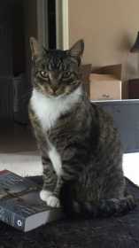 Lost Cat