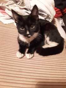 Lost Cat
