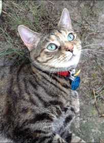 Lost Cat