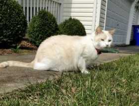 Lost Cat