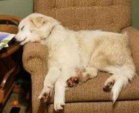Lost Dog