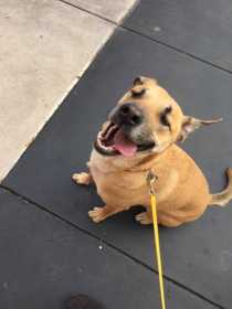 Lost Dog