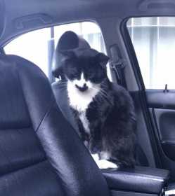 Lost Cat