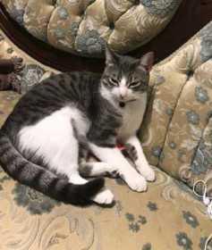 Lost Cat