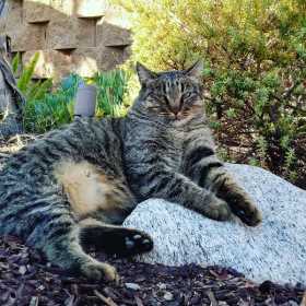 Lost Cat