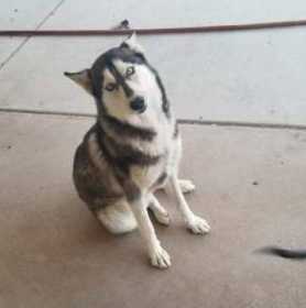 Lost Dog