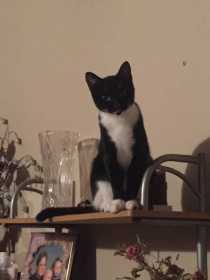 Lost Cat