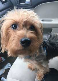 Lost Dog