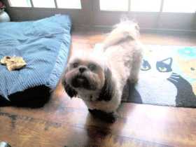 Lost Dog