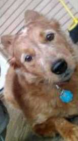Lost Dog