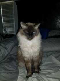 Lost Cat