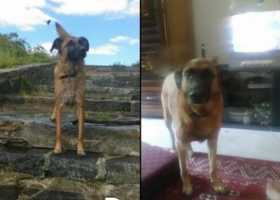 Lost Dog