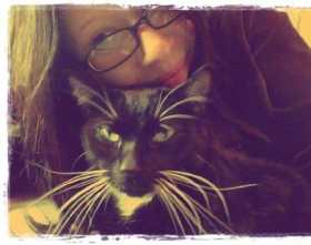 Lost Cat