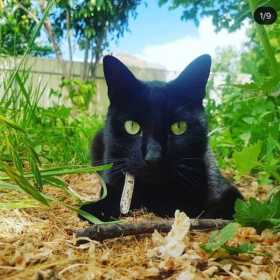 Lost Cat