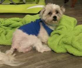 Lost Dog