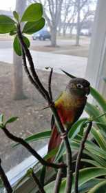 Lost Conure