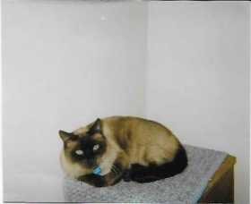 Lost Cat