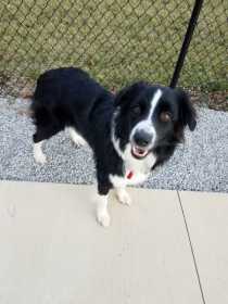 Lost Dog