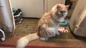 Lost Cat