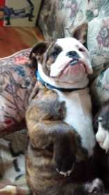 Lost Dog