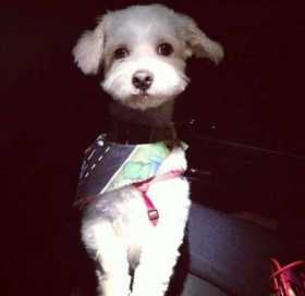 Lost Dog