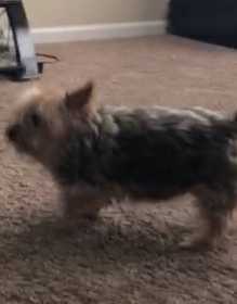 Lost Dog