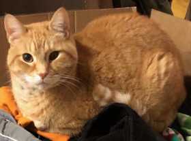 Lost Cat