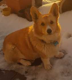 Lost Dog