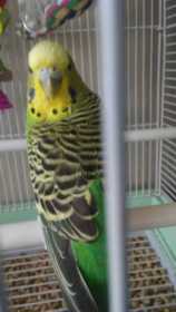 Lost Parakeet