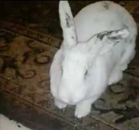 Lost Rabbit