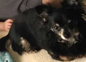 Lost Dog