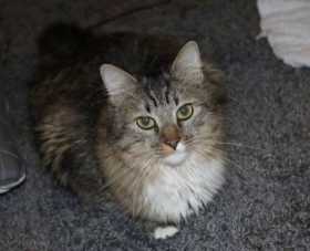 Lost Cat