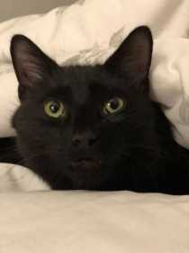 Lost Cat